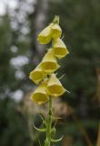 Digitalis grandiflora