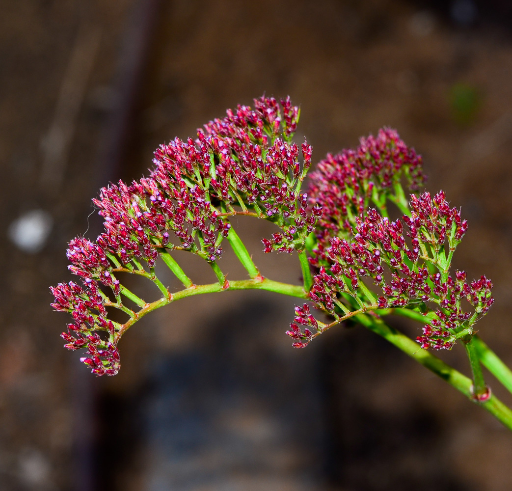 Image of Limonium perezii specimen.