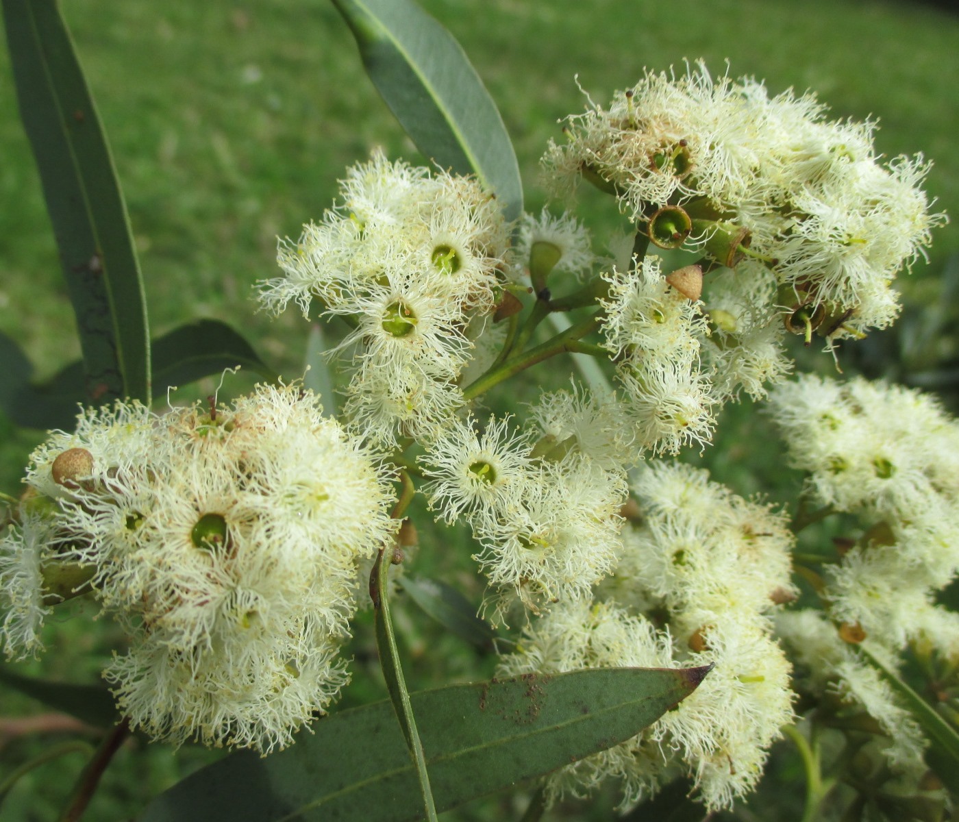 Image of Eucalyptus siderophloia specimen.