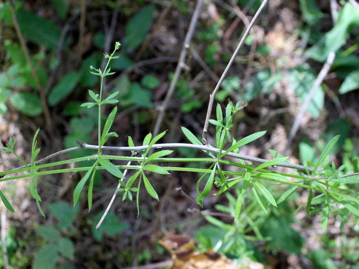 Изображение особи Galium aparine.