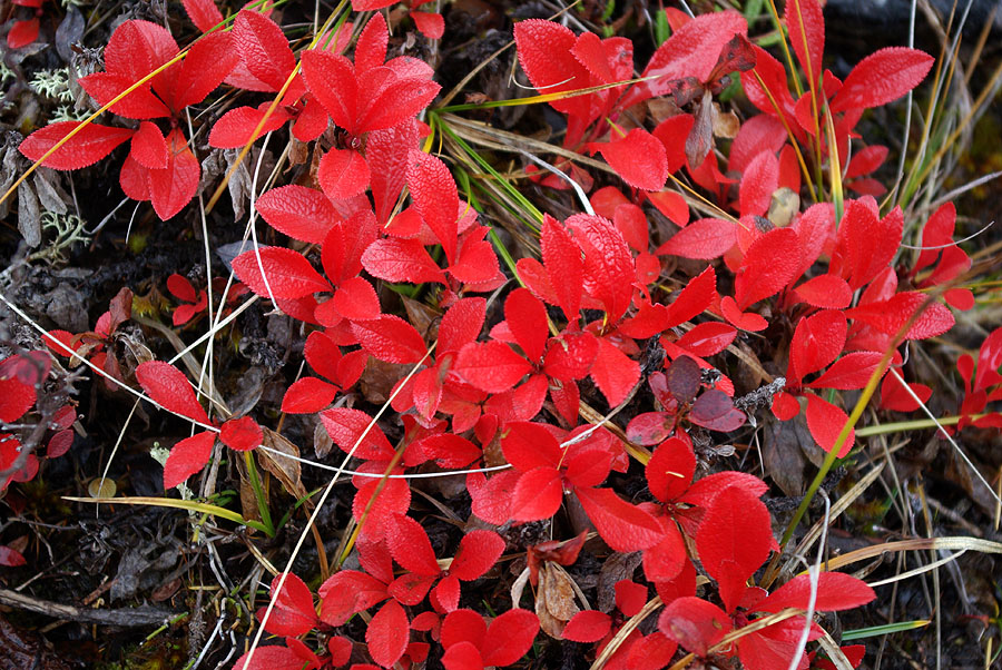 Image of Arctous erythrocarpa specimen.