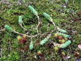 Смотреть изображение Sedum acre