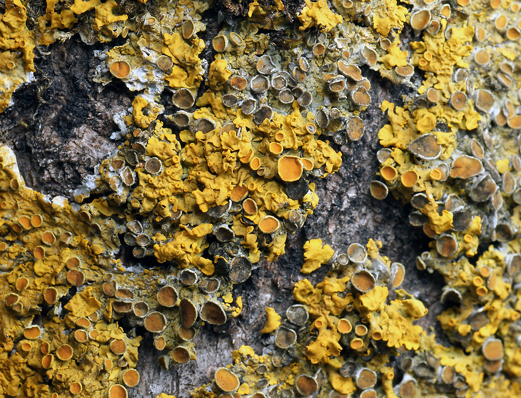 Image of Xanthoria parietina specimen.