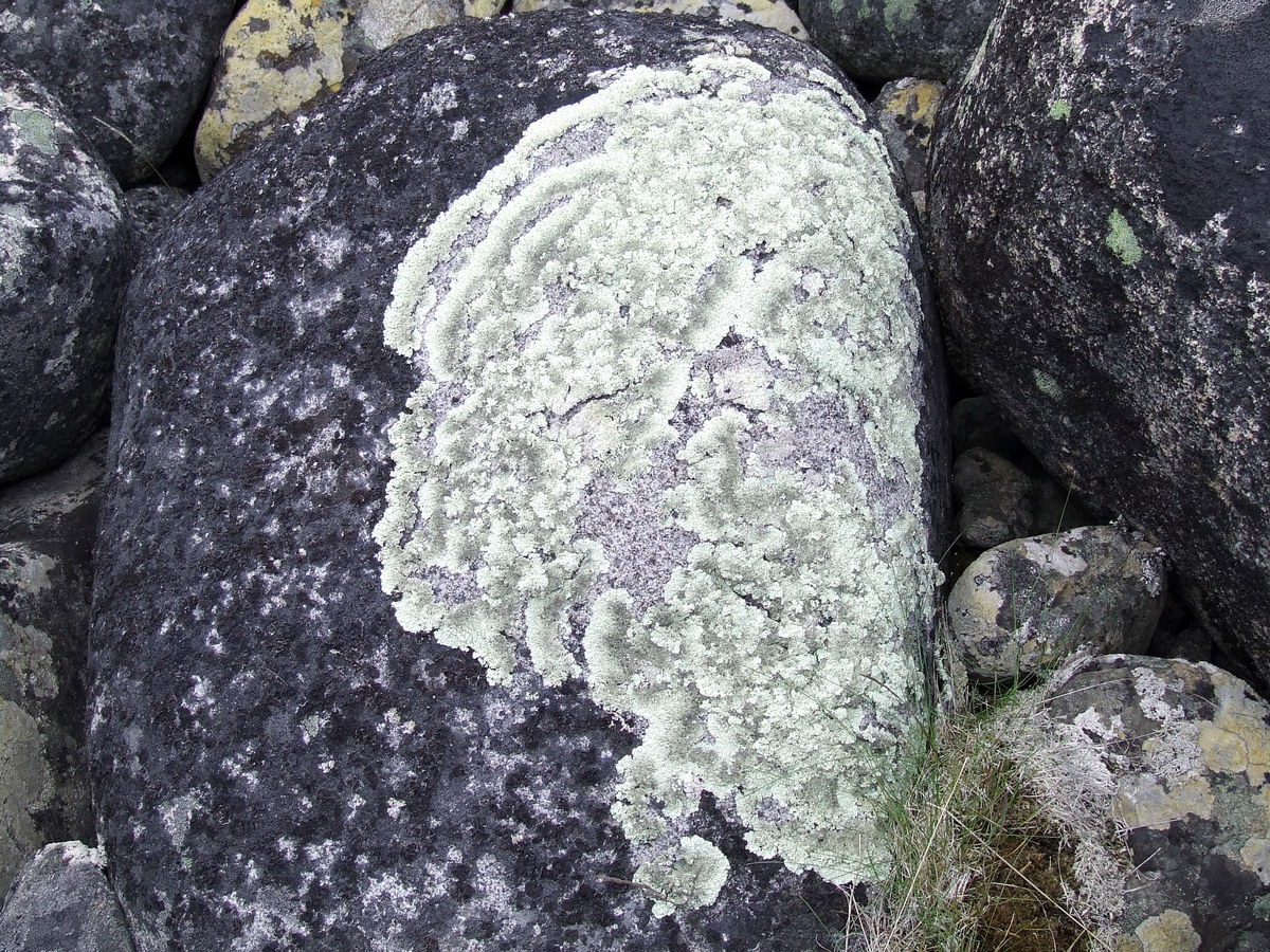 Image of Arctoparmelia centrifuga specimen.