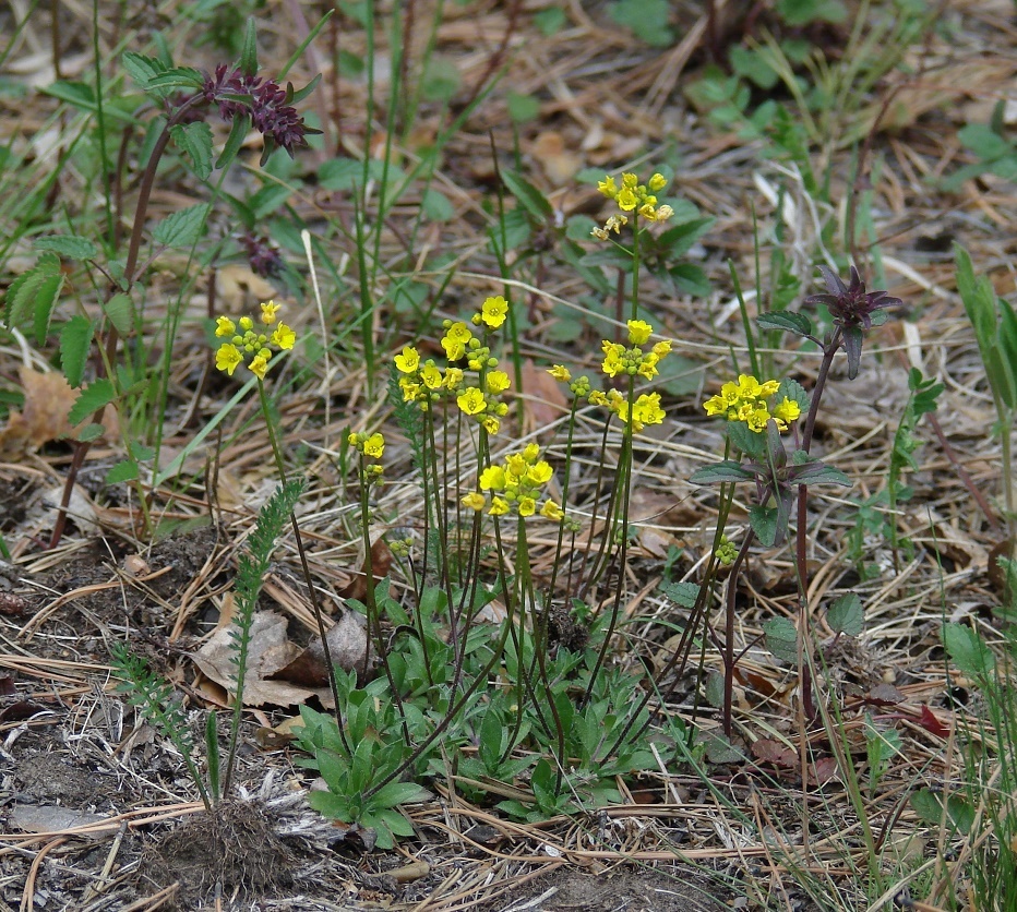 Image of Draba sibirica specimen.