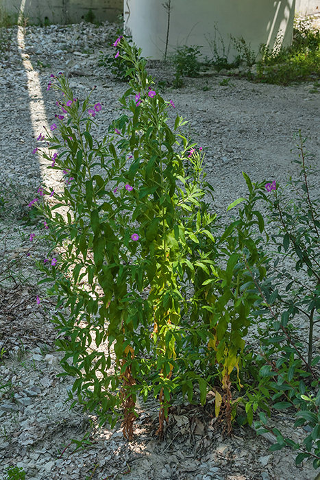 Изображение особи Epilobium villosum.