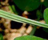 Lathyrus miniatus