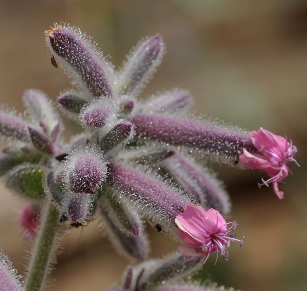 Изображение особи Saponaria glutinosa.