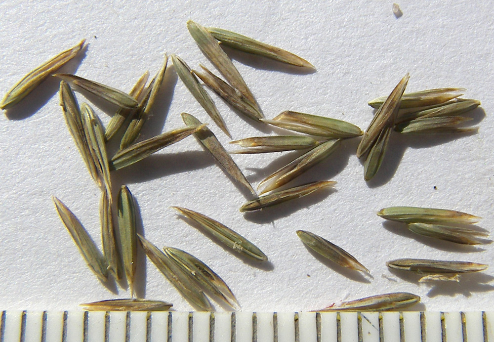 Image of Poa iberica specimen.