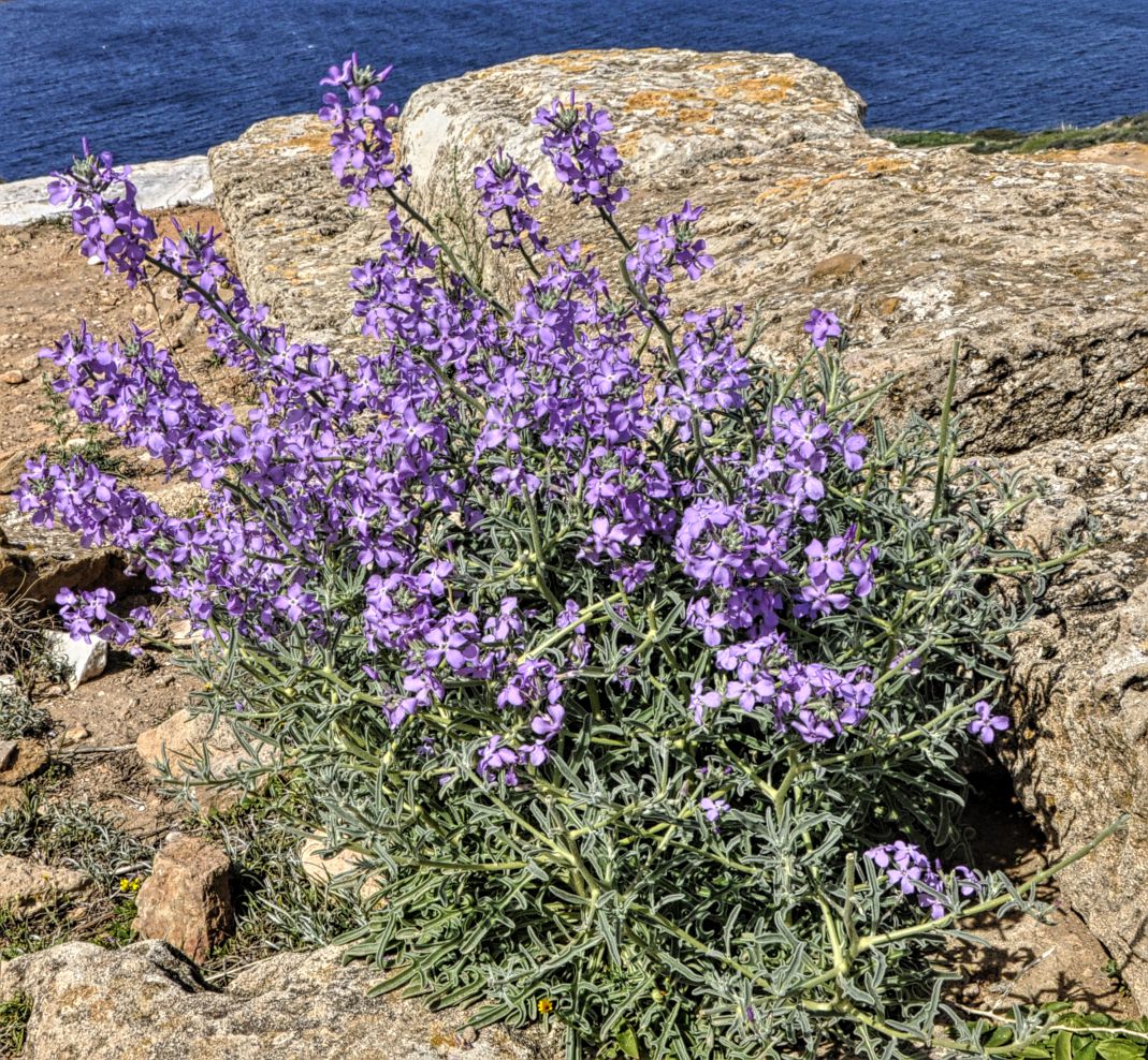 Image of Matthiola sinuata specimen.