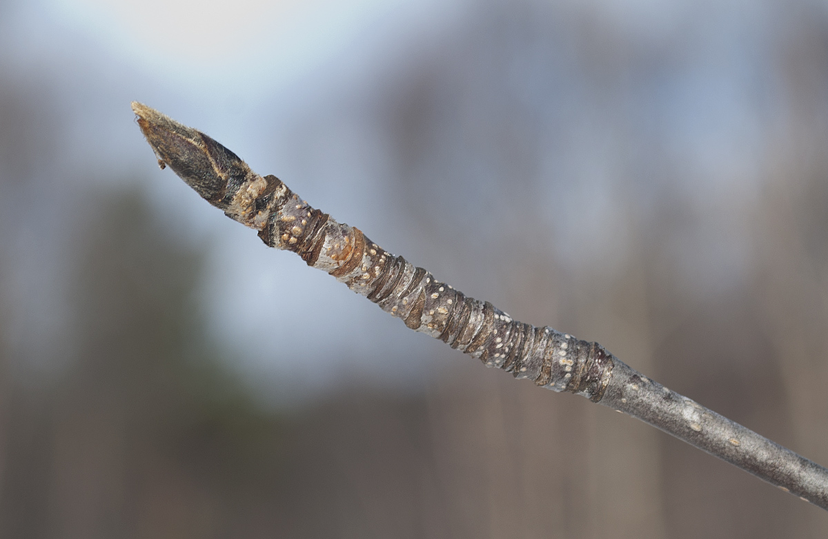 Image of Sorbus aucuparia ssp. glabrata specimen.