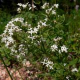 Galium boreale. Верхушка побега с соцветиями. Свердловская обл., окр. г. Североуральск, опушка сосново-елового леса. 30.06.2007.