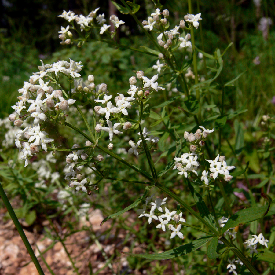 Image of Galium boreale specimen.