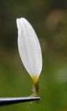 Anthemis rigescens. Отдельный краевой ложноязычковый цветок. Республика Адыгея, г. Майкоп, восточнее пос. Победа, опушка дубового леса, на кромке лугового склона. 24.06.2017.