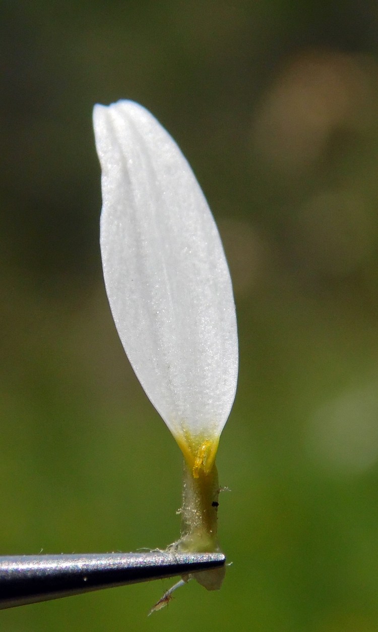 Изображение особи Anthemis rigescens.