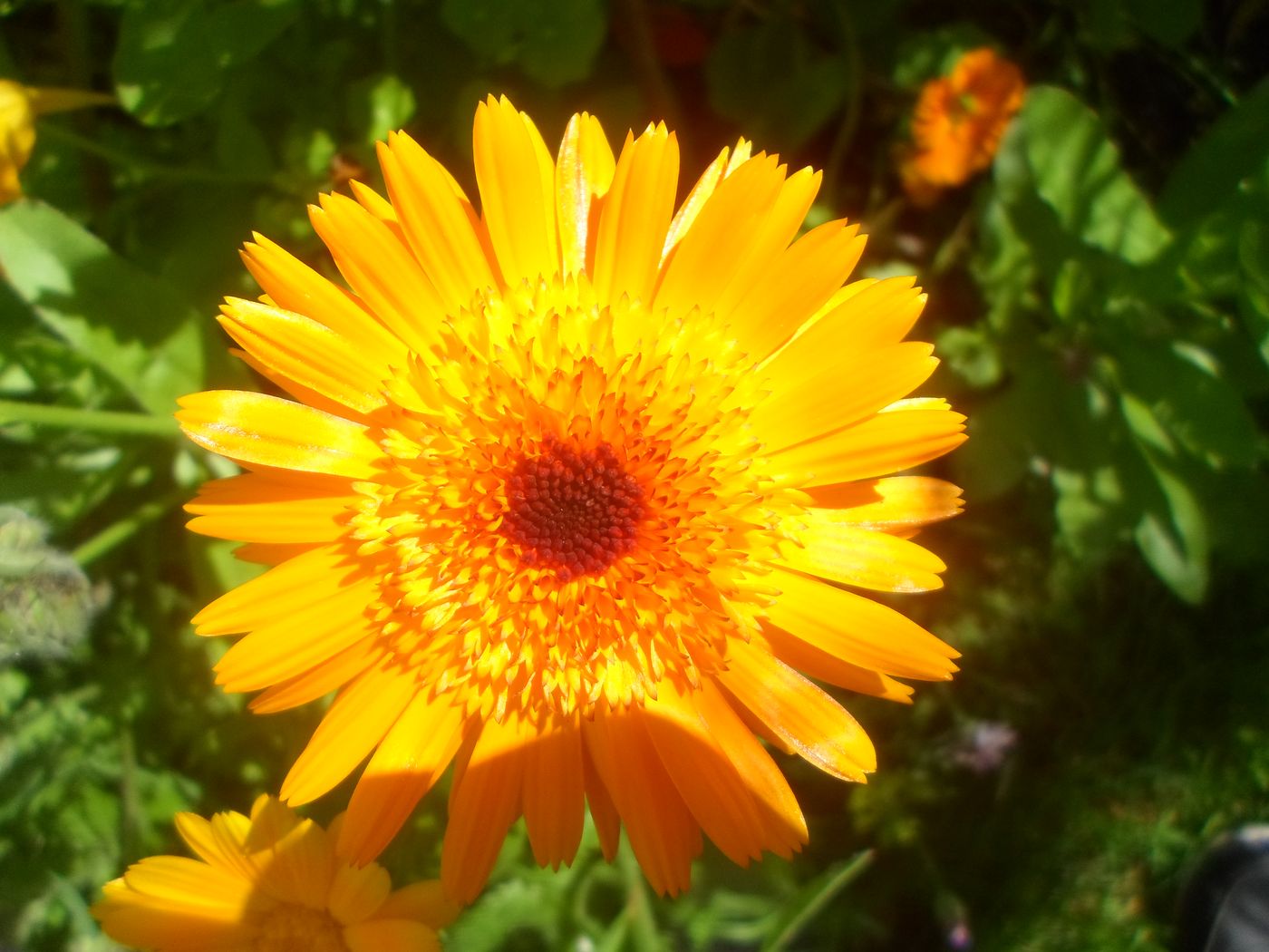 Image of Calendula officinalis specimen.