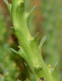 Euphorbia caput-medusae. Часть молодого побега. Израиль, Шарон, г. Тель-Авив, ботанический сад университета, в культуре. 23.08.2017.