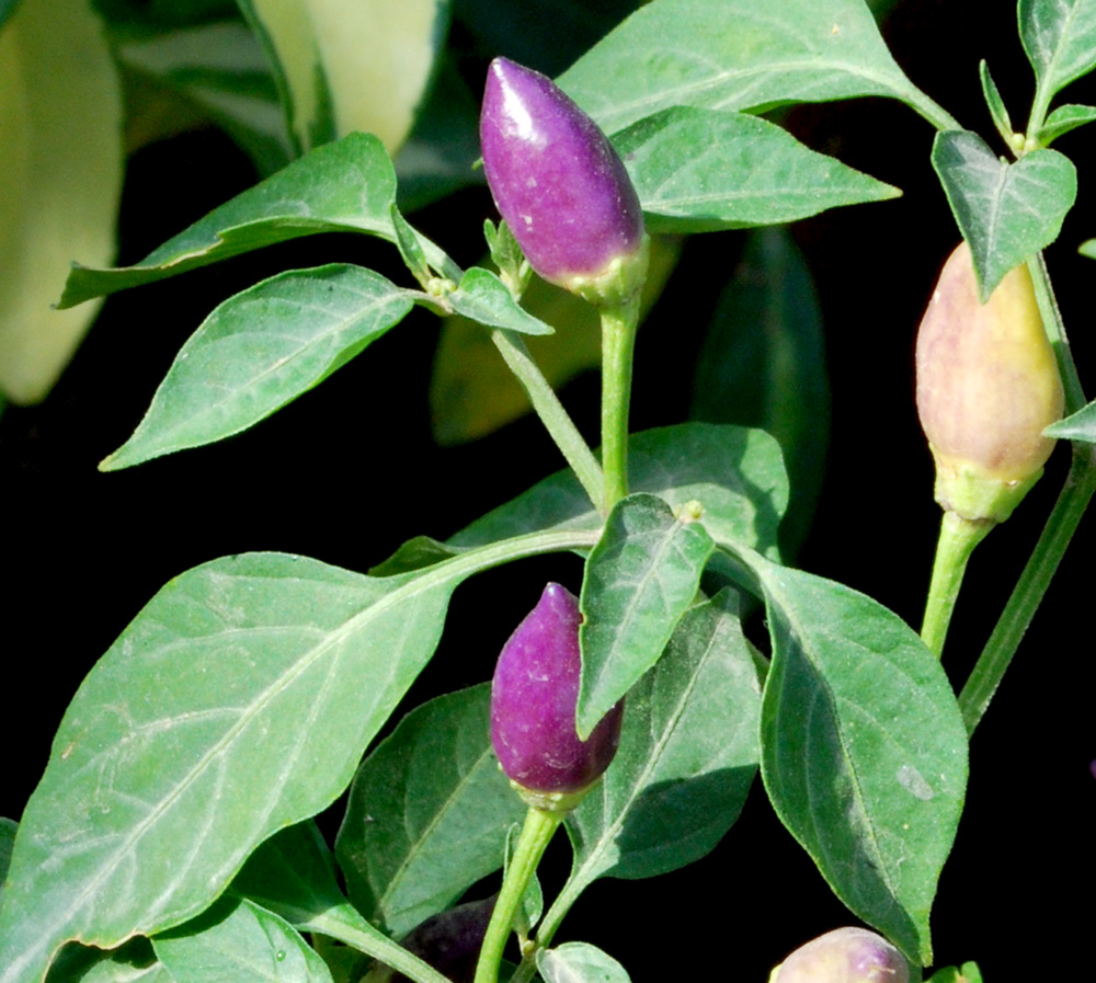 Image of Capsicum annuum specimen.