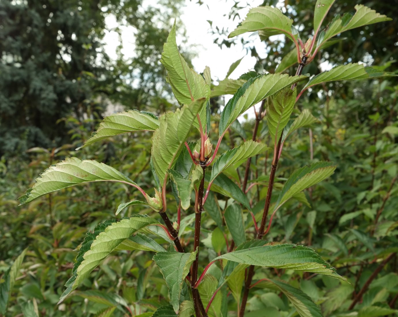 Image of genus Viburnum specimen.