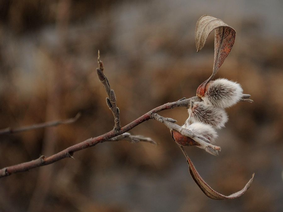 Изображение особи Salix lapponum.