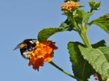 Lantana camara