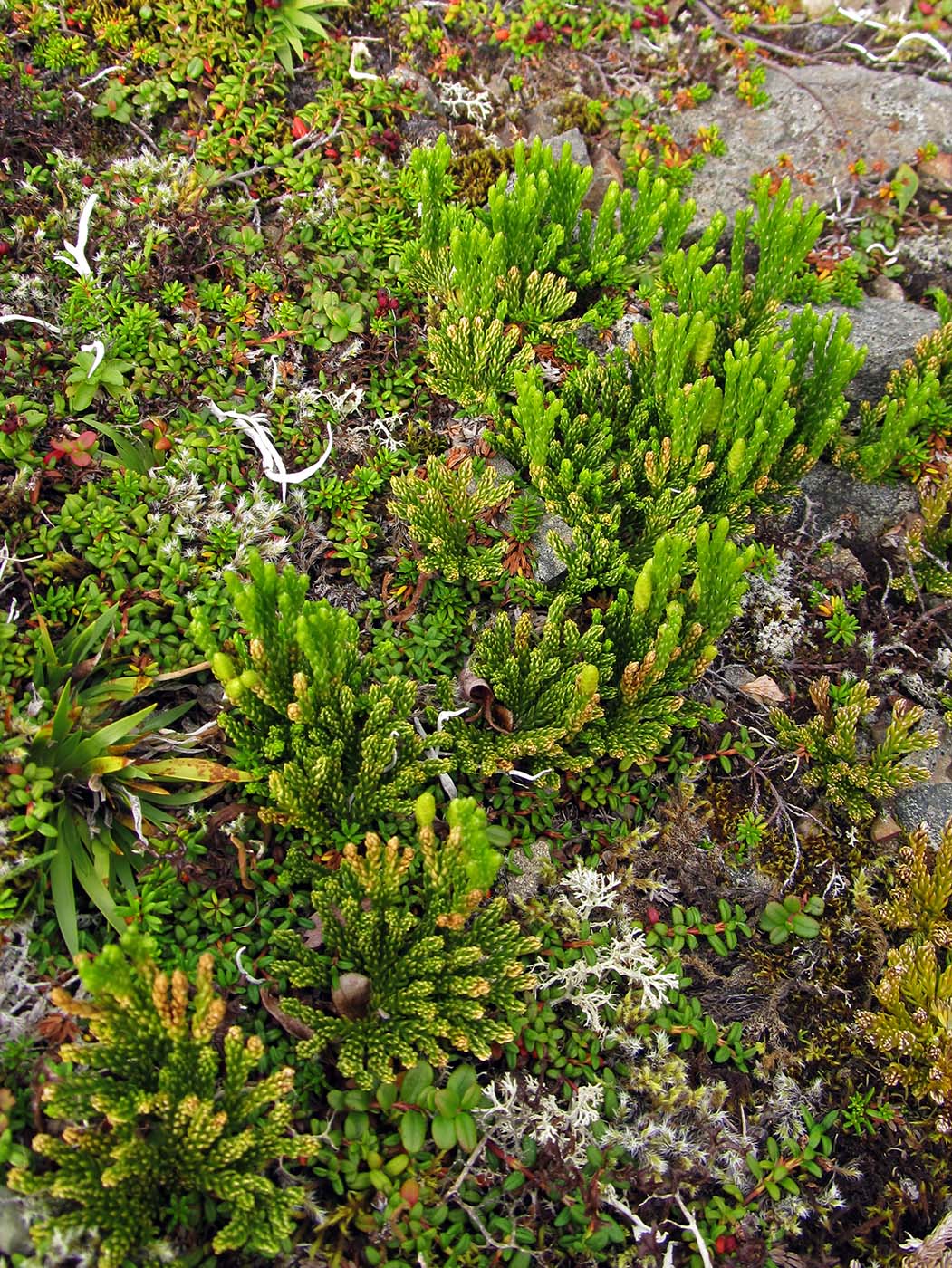 Изображение особи Diphasiastrum alpinum.