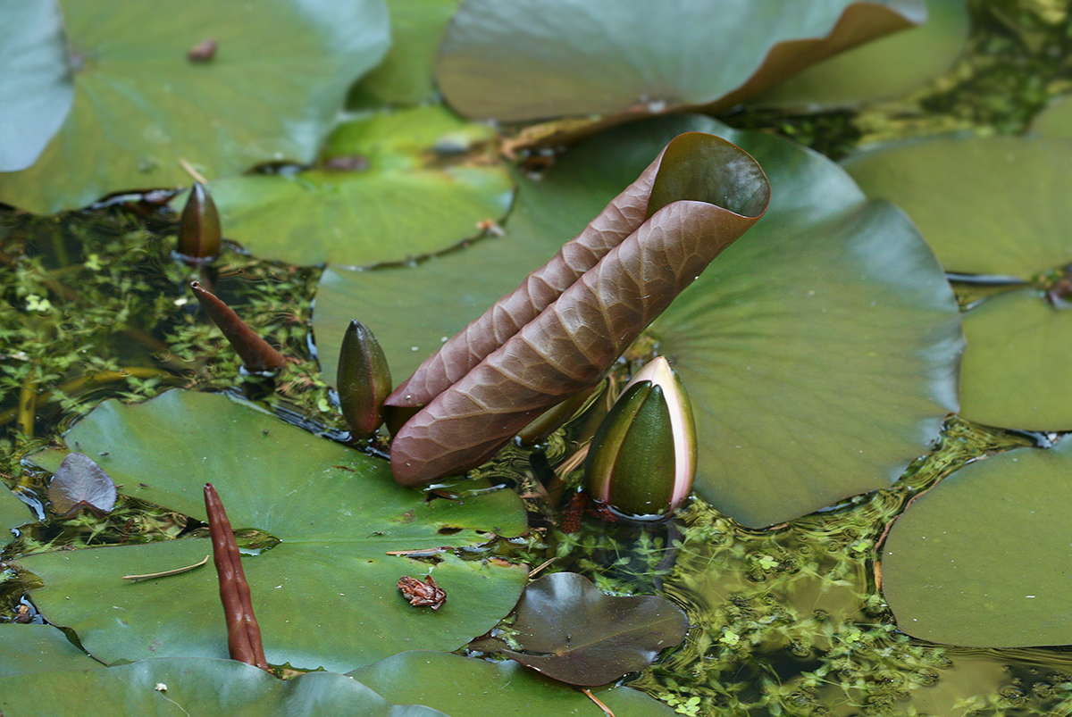 Изображение особи Nymphaea alba.