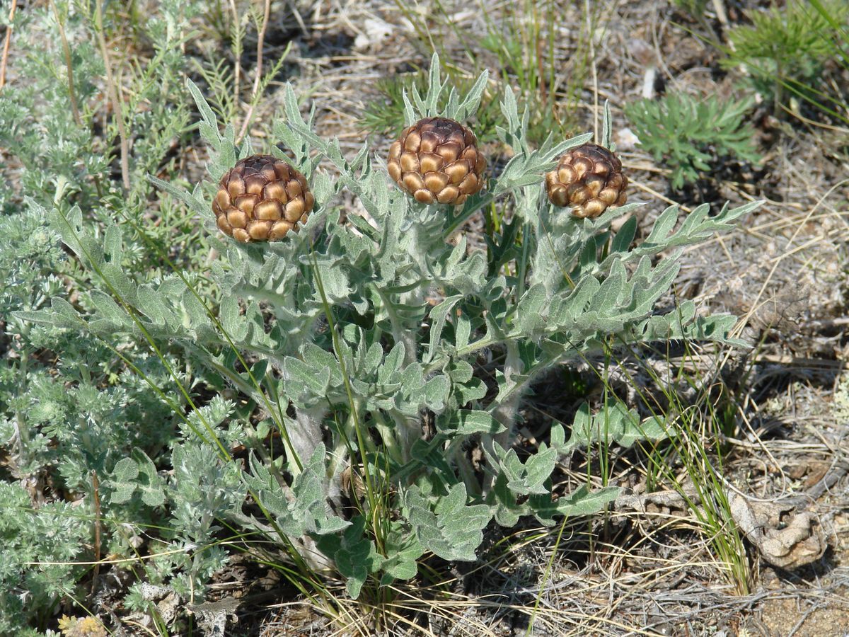 Image of Stemmacantha uniflora specimen.