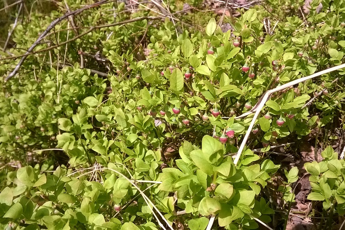 Image of Vaccinium myrtillus specimen.