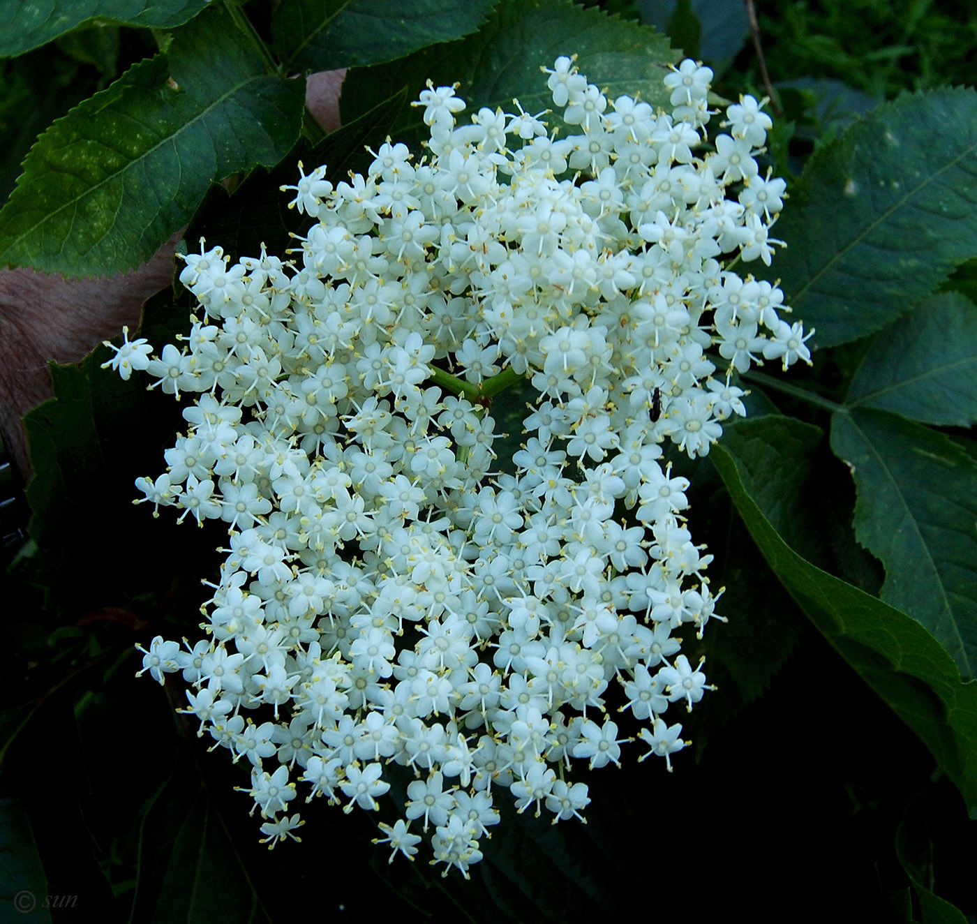 Image of Sambucus nigra specimen.