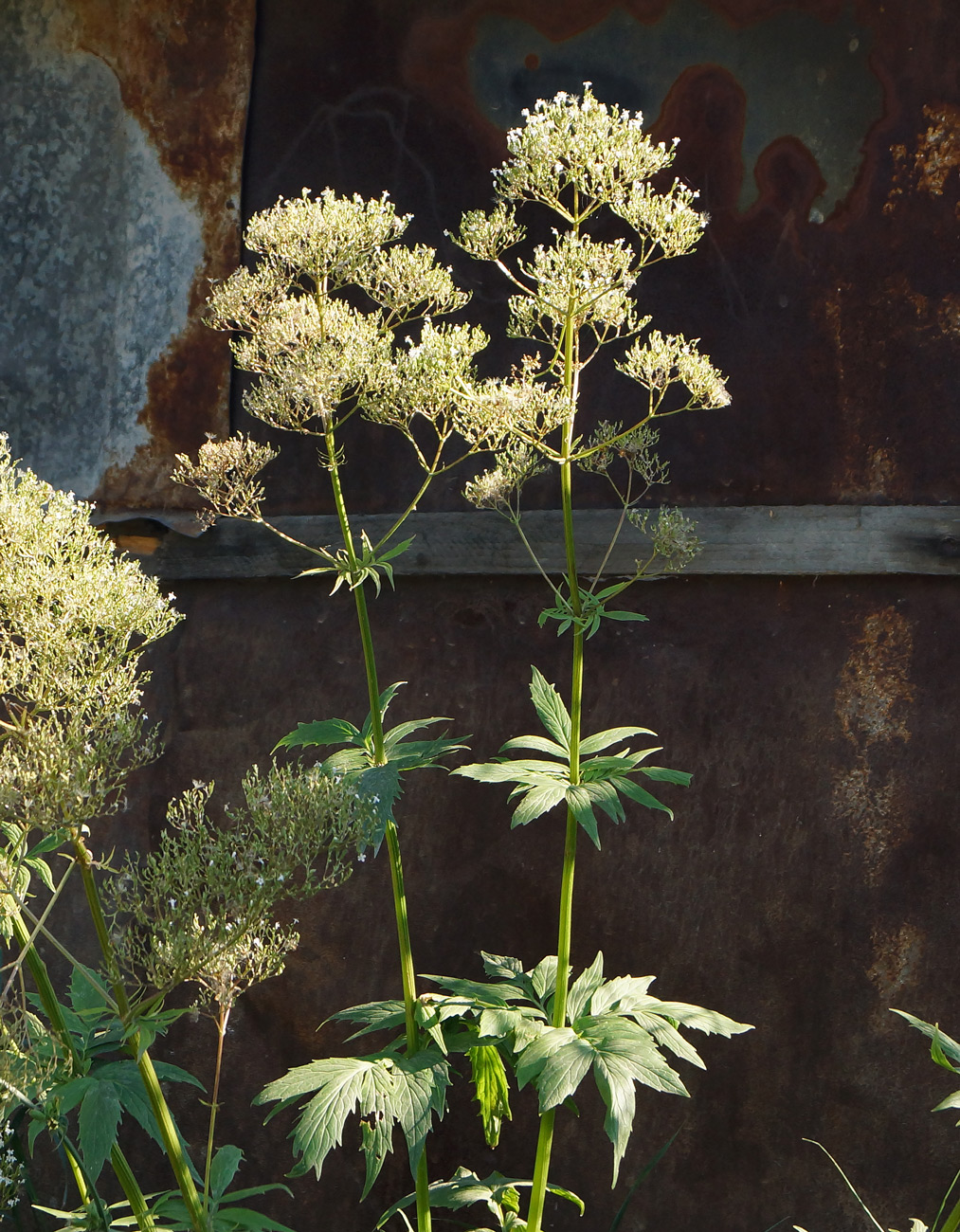 Image of Valeriana dubia specimen.