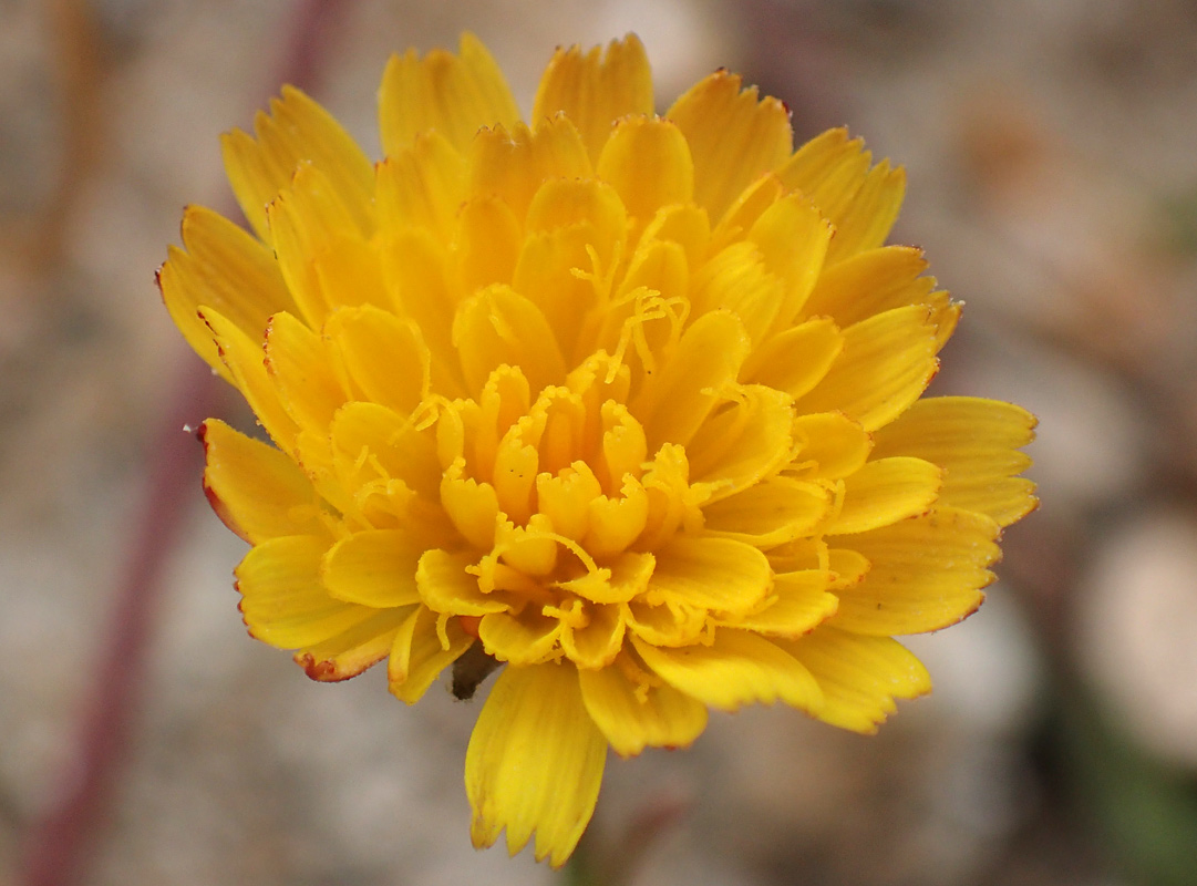 Изображение особи Crepis neglecta ssp. graeca.