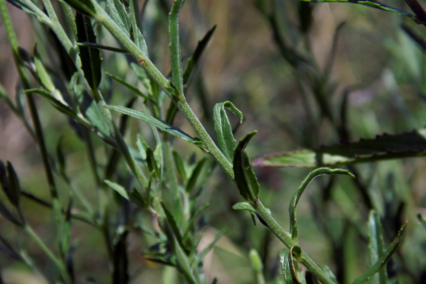 Image of Epilobium tetragonum specimen.