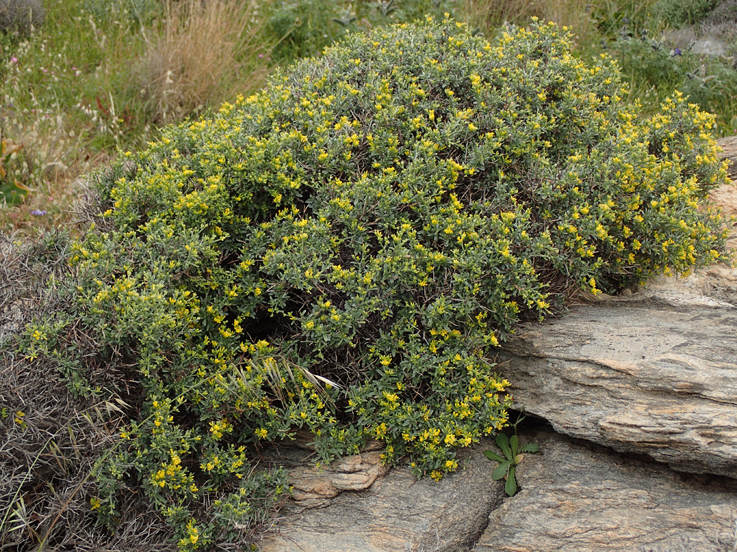 Image of Anthyllis hermanniae specimen.