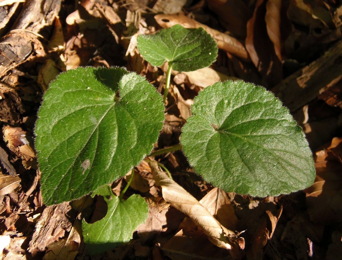 Image of genus Viola specimen.