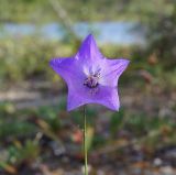 Campanula turczaninovii