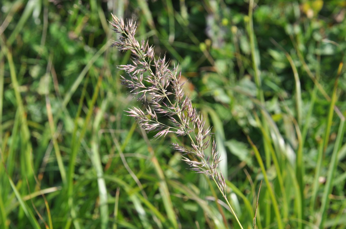 Image of genus Calamagrostis specimen.