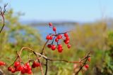 Смотреть изображение Viburnum sargentii