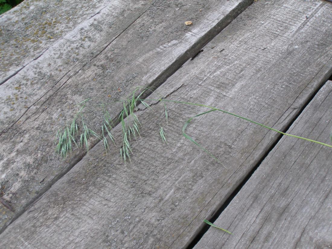 Изображение особи Anisantha tectorum.