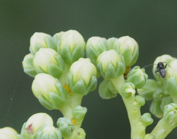 Image of Sedum sediforme specimen.