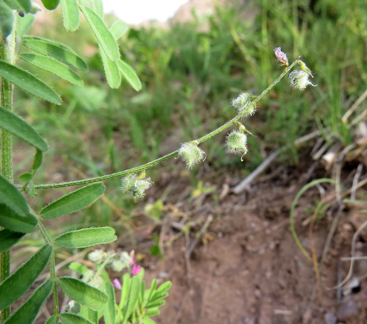 Изображение особи Astragalus dipelta.
