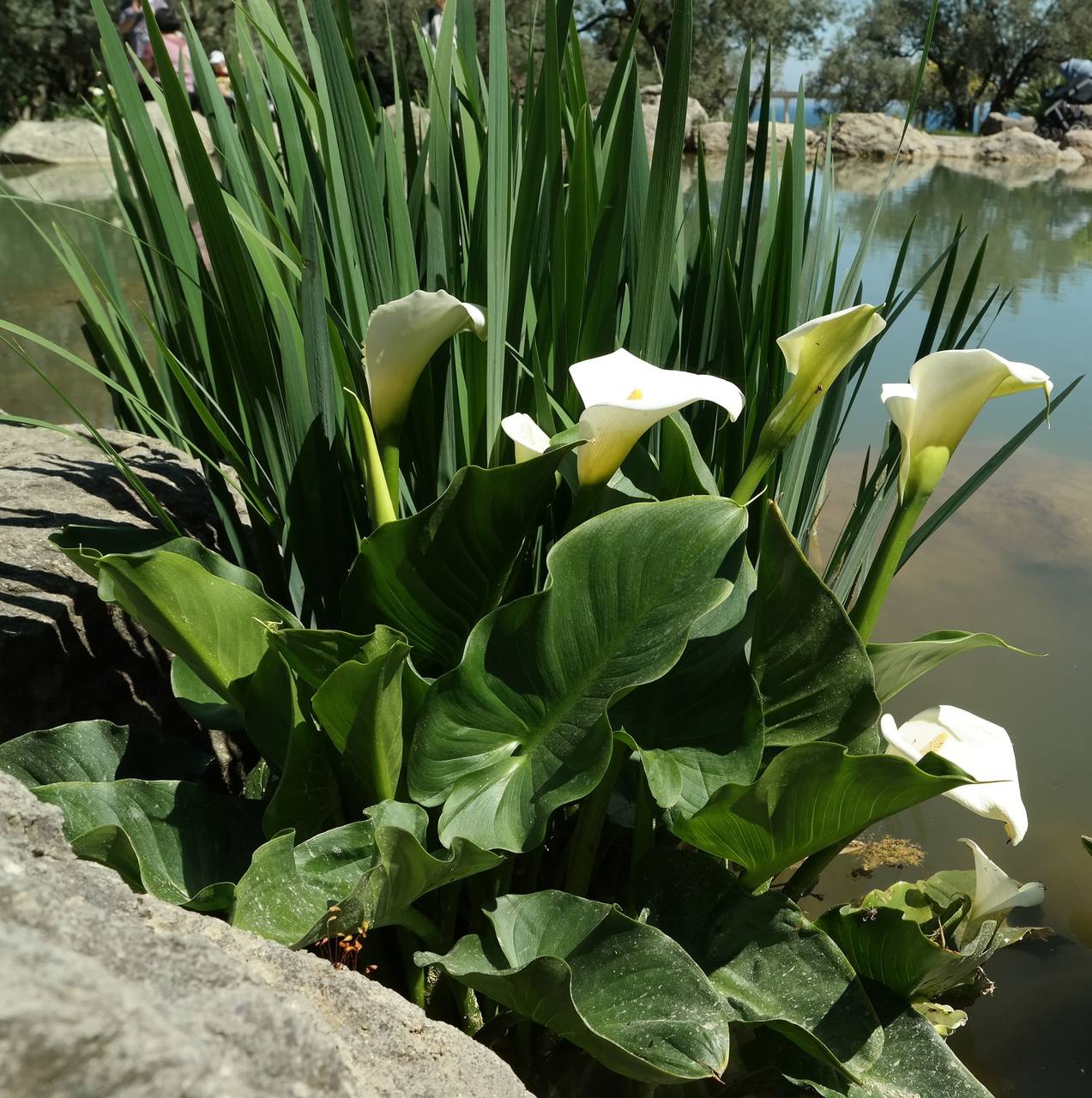 Image of Zantedeschia aethiopica specimen.