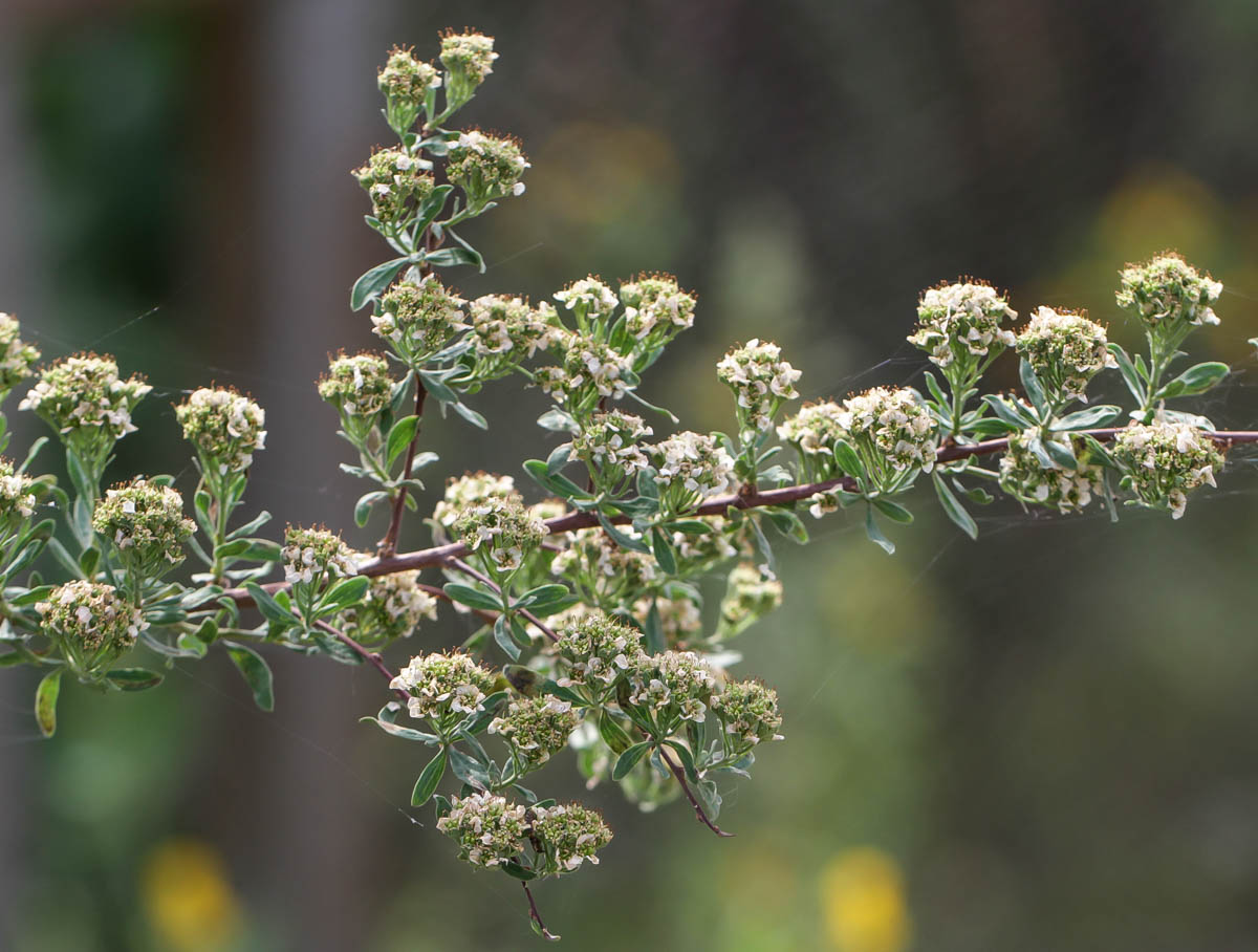 Image of genus Spiraea specimen.