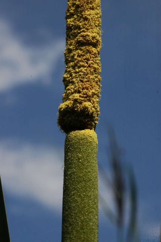 Изображение особи Typha latifolia.