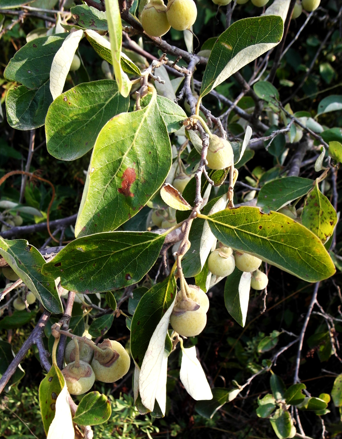 Image of Styrax officinalis specimen.