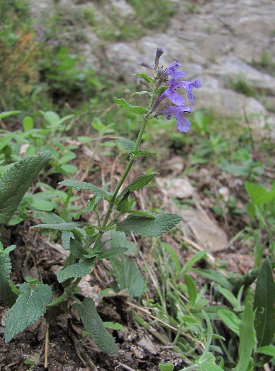 Image of Nepeta grandiflora specimen.