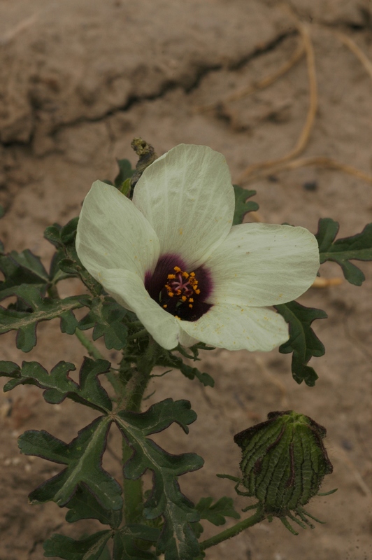 Image of Hibiscus trionum specimen.