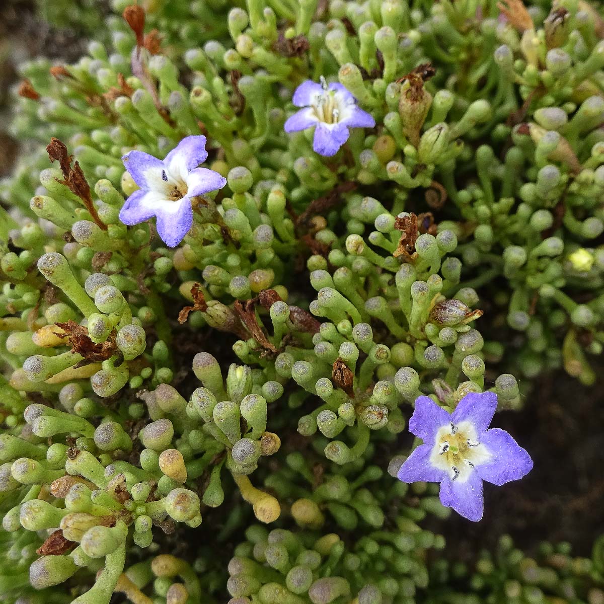 Image of Nolana ramosissima specimen.