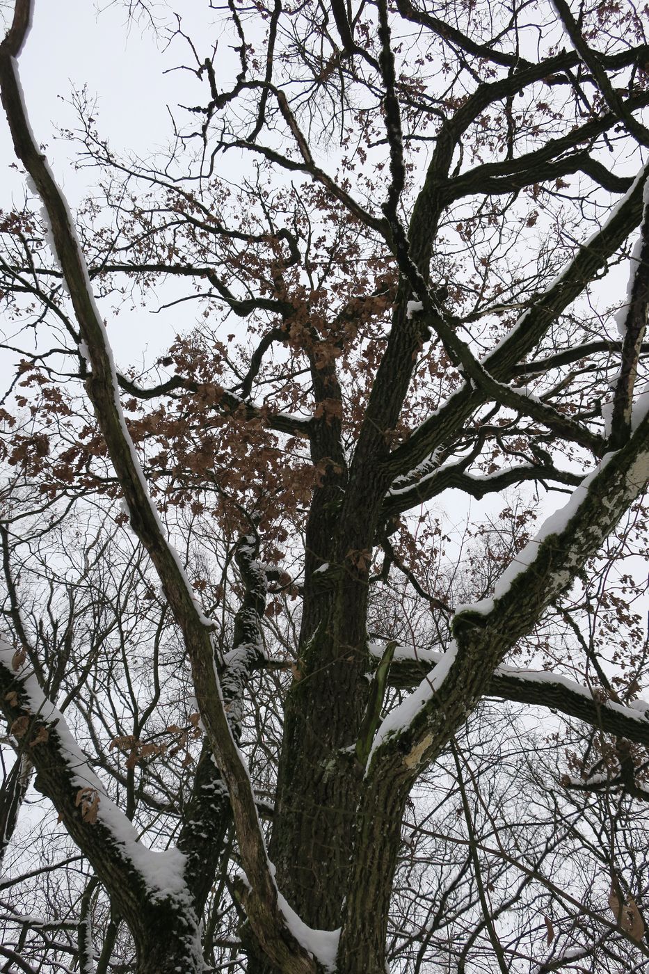 Image of Quercus robur specimen.