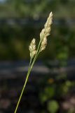 Dactylis glomerata